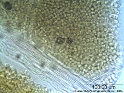 Filipendula ulmaria leaf-1- Alkemist Laboratories.png
