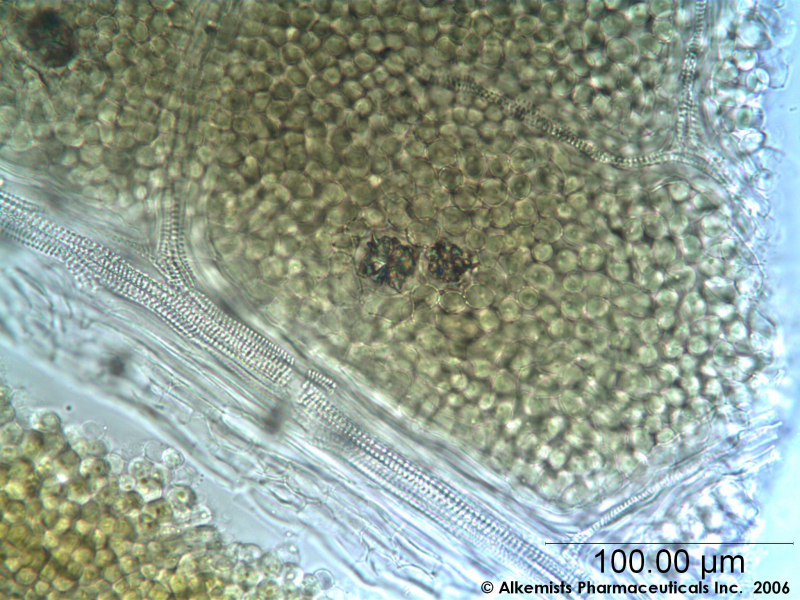 File:Filipendula ulmaria leaf-1- Alkemist Laboratories.png