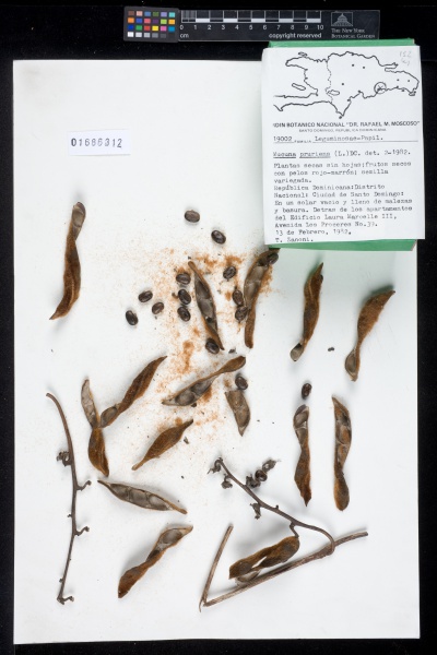 File:Mucuna pruriens (L.) DC. - Starr - 1686312-01.jpg