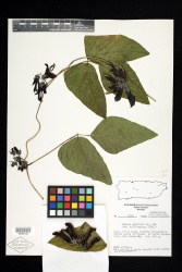 Mucuna pruriens (L.) DC. - Starr - v-152-00989135.jpg