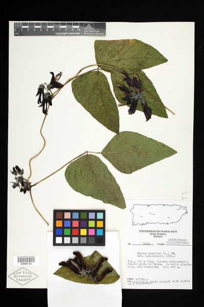 File:Mucuna pruriens (L.) DC. - Starr - v-152-00989135.jpg