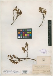 Vaccinium myrtillus L. var. californicum - Starr - 00010601.jpg