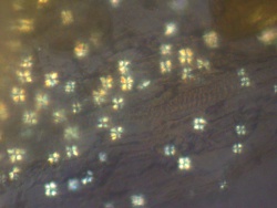Chamomile microrosettes, 600x.jpg