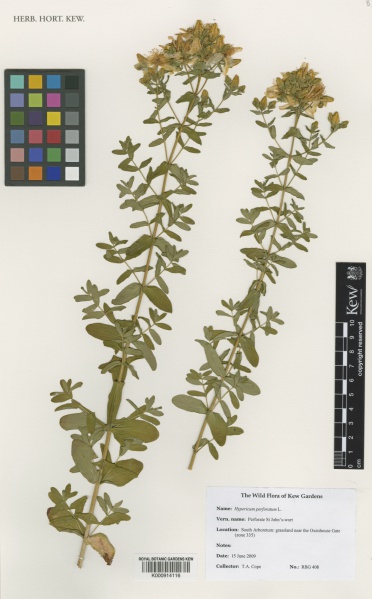 File:Hypericum perforatum Kew imageBarcode=K000914116 479682.jpg