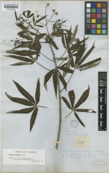 Manihot esculenta Kew barcode=K000600386 225709.jpg