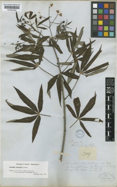 File:Manihot esculenta Kew barcode=K000600386 225709.jpg