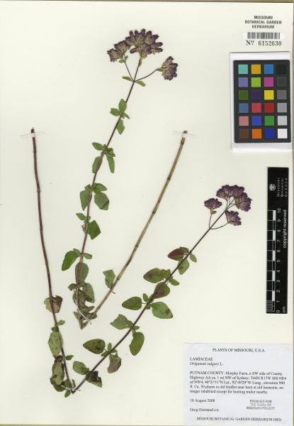 File:Origanum vulgare Tropicos 100105738.jpg
