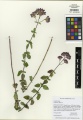 Origanum vulgare Tropicos 100105738.jpg