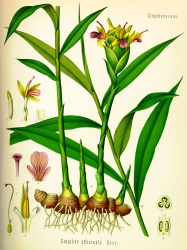 Zingiber officinale - INGWER - Kohler.jpg