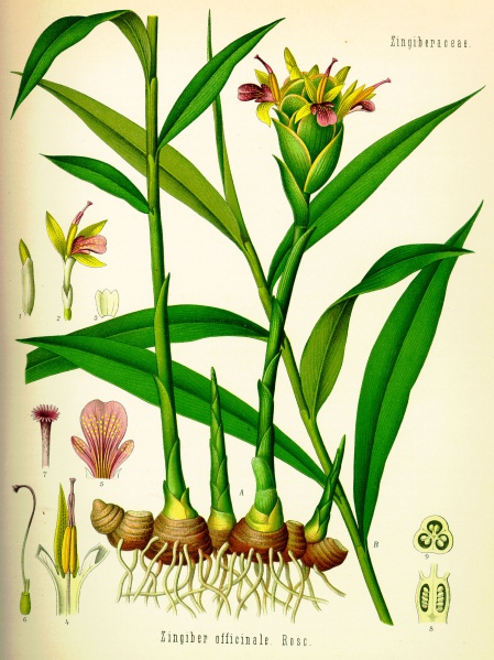 File:Zingiber officinale - INGWER - Kohler.jpg