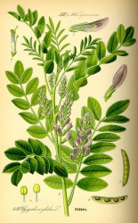 G. glabra - Flora von Deutschland.jpg