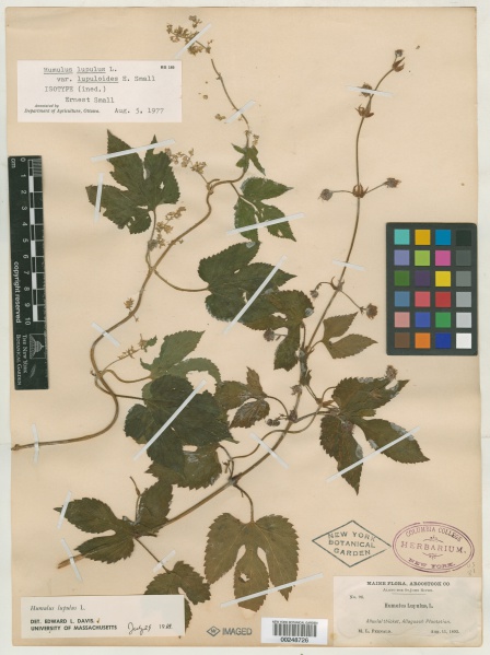 File:Humulus lupulus var. lupuloides E.Small - Starr - 00248726.jpg