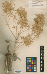 Isatis tinctoria subsp. tomentella Kew imageBarcode=K000642882 287196.jpg
