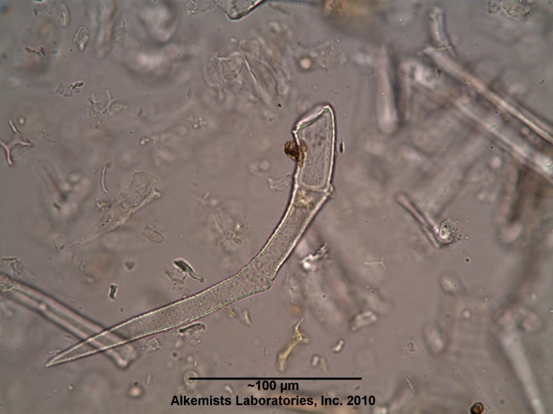 File:Scutellaria lateriflora - Alkemist Laboratories.jpg