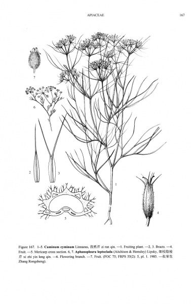 File:Cuminum cyminum Tropicos 72785.jpg