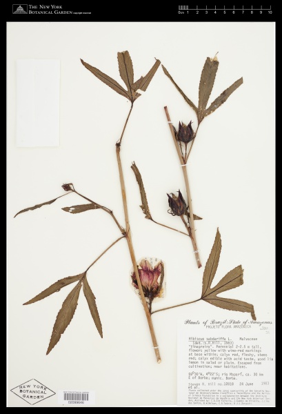 File:Hibiscus sabdariffa L. - Starr - 02099646.jpg