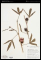 Hibiscus sabdariffa L. - Starr - 02099646.jpg