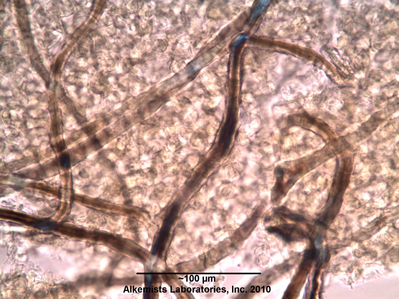File:Olive leaf-1 Alkemist Laboratories.jpg