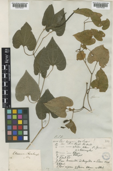 File:Piper longum Kew barcode=K000794337 381059.jpg