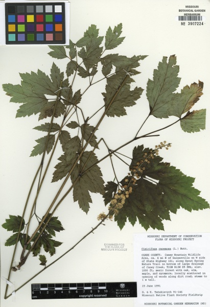 File:Actaea racemosa Tropicos 100105518.jpg