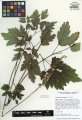 Actaea racemosa Tropicos 100105518.jpg