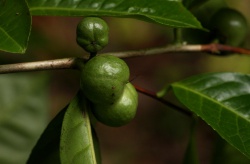 Camellia sinensis - EOL - Fruit, Honde Valley, Zimbabwe (December 2010) 88447 orig.jpg