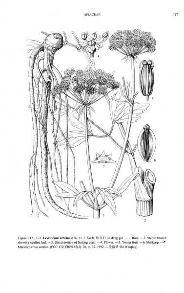 File:Levisticum officinale Tropicos 73070.jpg