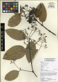 Cinnamomum verum Tropicos 100003409.jpg