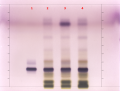 Camag-aesculushippocastanum-anisaldehyde-whiteRT.png