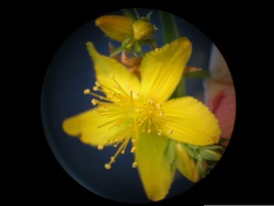 Hypericum blossom stereo 2.jpg