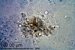 Sesamum indicum-1 - Alkemist Laboratories.jpg