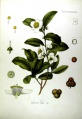 Camellia sinensis - Medizinal-Pflanzen in naturgetreuen Abbildungen und kurz erläuterndem Texte.jpg