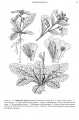 Rehmannia glutinosa Tropicos 8850.jpg