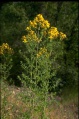 Hypericum perforatum 1 RU.jpg