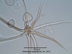 Tilia x europaea - Alkemist Laboratories.jpg