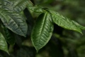 Fresh leaf, Honde Valley, Zimbabwe (December 2010) 52438 orig.jpg