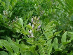 Glycyrrhiza glabra - foliage - eol.jpg