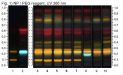 HPTLC Hypericum Perforatum - hptlc - uv 366nm.png