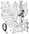 Actaea racemosa - usda - cira 001 pvd.png