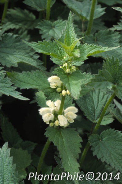 File:PlantaPhile - 1118.jpg