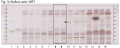 Angelica pubescens-Sulfuric acid, WRT-hptclc-association.png