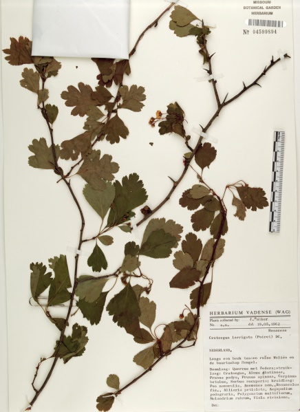File:Crataegus laevigata Tropicos 41601.jpg
