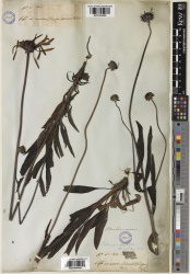 Echinacea angustifolia Kew imageBarcode=K001065959 669580.jpg
