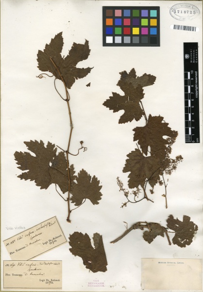 File:Vitis vinifera Tropicos 100172793 (S).jpg