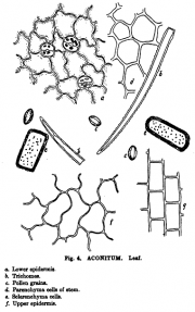 Microanalysis powdered vegetable p 206 google ver aconitum.PNG