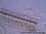 Triticum aestivum - Alkemist Laboratories.jpg