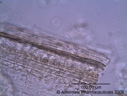 Triticum aestivum - Alkemist Laboratories.jpg