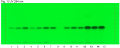 Carum carvi oil-UV 254 nm-hptlc-association.png