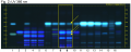 Angelica pubescens-UV 366 nm-hptclc-association.png