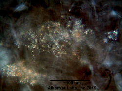 Withania somnifera (root) powder microcrystals of calcium oxalate.png